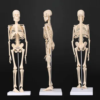 45CM 20Cm Anatomijos Anatomija Žmogaus Skeleto Modelis Mokytis Medicinos Pagalbos Anatomija ir Skeleto Modelis Didmeninė Mažmeninė Neprivaloma Naudoti 