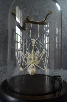 Aukštyn kojom gpgb kaulų mėginių gpgb skeleto modelį švietimo įranga su stiklo danga
