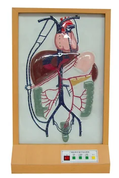 Elektros Vartų Venos Įkaito Apyvartą Modelis Patyrusiems Žmogaus Anatomijos Ir Medicinos Mokymo Simuliatorius