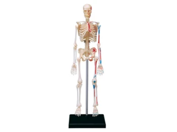 Skeletas Surenkant Žaislą Perspektyvos Kaulų Anatomijos Modelis Permatomas Skeletas Modelis